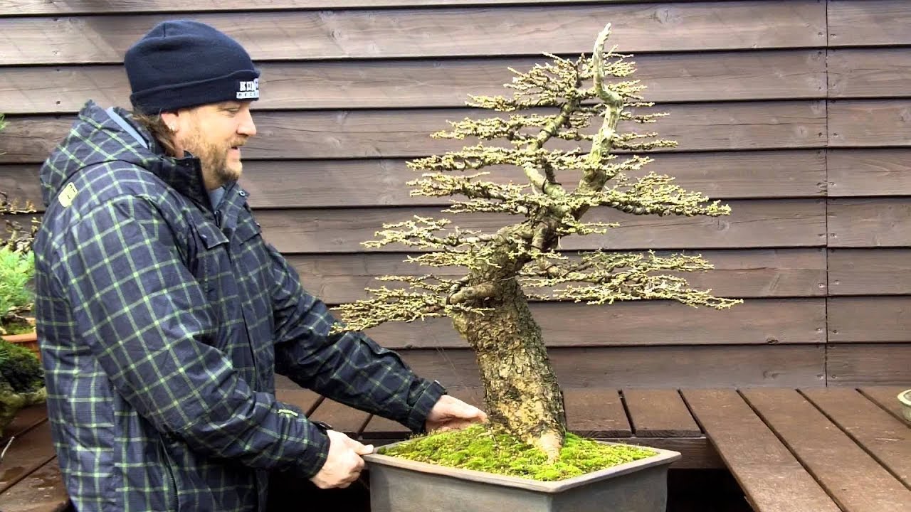 Phỏng vấn nhanh cao thủ Bonsai Hans van Meer, Netherlands (Hà Lan)