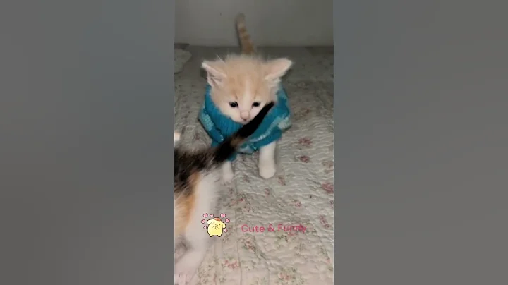 Video 11898461: cutecat, catlover, meow, pets, kitten