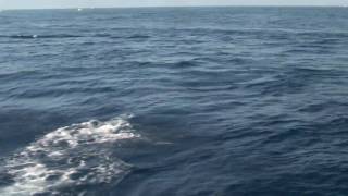 Marlin Fishing Tournament Cabo San Lucas in High Definition Cabo San Lucas Marlin And Dorado Aboard Redrum Charters