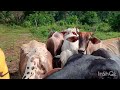 As vacas gosta de come umas bananas.