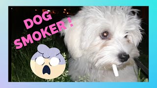 Maltese Dog Found a Cigarette by Halus The Maltese 237 views 3 years ago 59 seconds