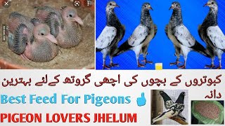 Babies Pigeons best Growth feed Ever||کبوتروں کے بچوں کےلئے سب سے اچھا دانہ || PIGEON LOVERS JHELUM