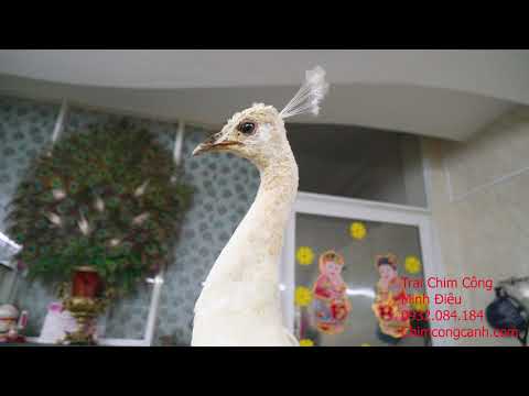 Tiêu Bản Chim Công Trắng Đột Biến - youtube