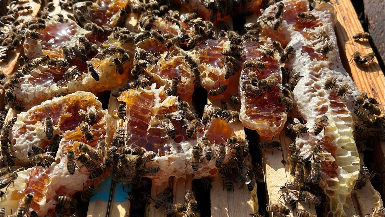 Visite des colonies avant transhumance en garrigue 