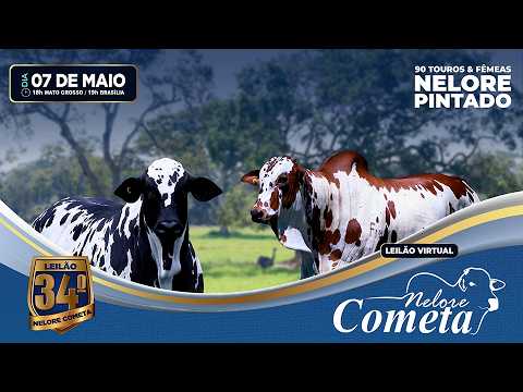 LOTE 31