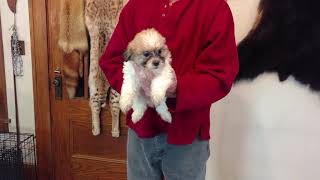 Waneeda11032018M1M2M3F4F5 On 12 29 2018