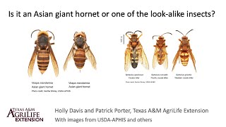 Asian giant hornet (murder hornet) and it's most common look-alike Texas species.