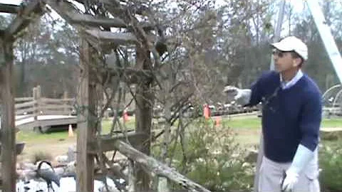 Jason Powell - Pruning Cl. Roses on an Arbor