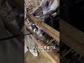 【肺炎の牛】肺を直接洗う治療です