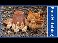 Hatching chickens from eggs naturally using three mother hens