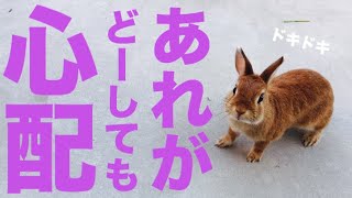 ある事が気になってうさんぽに集中出来ないうさぎ #478