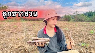 น้องมีเตาะบอกปิดเทอมจะไปทำงานที่ไทยด้วย🇹🇭วันนี้พามาปลูกสำปะหลังค่ะ