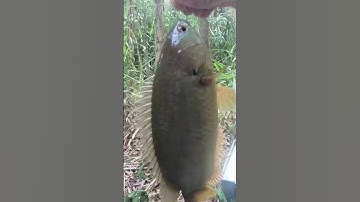 Câu cá rô đồng, dính rô mề p18 #shorts