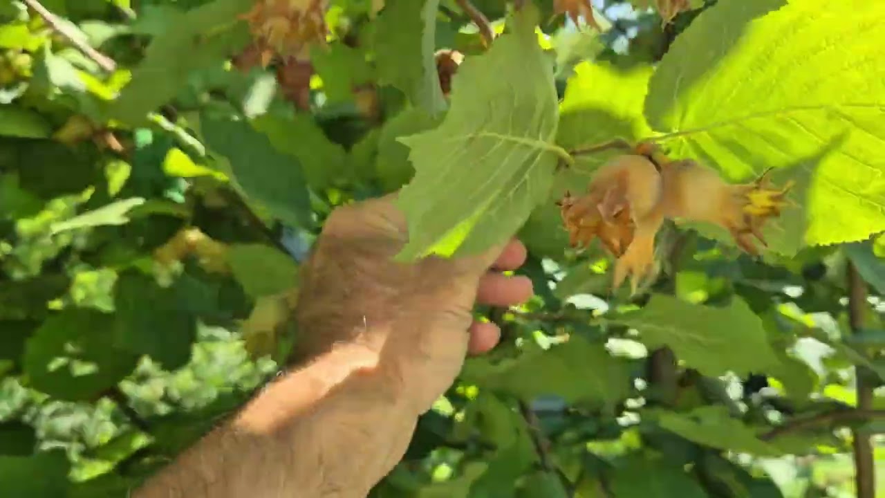 Фундук  Футкурамі, збираю врожай. 04.09.2025