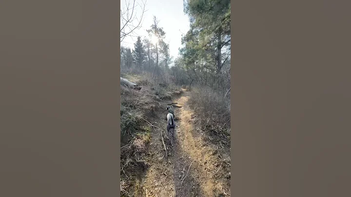 HAPPY DAY. BUBA whippet #dog #shorts #dogs #love #happyday #cute #whippet