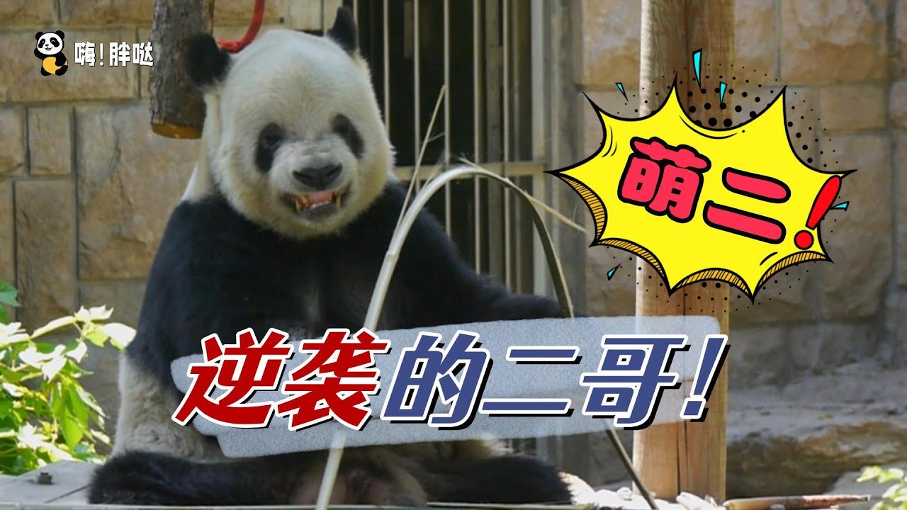 萌二的故事：上有哥哥萌大，下有弟弟萌兰，可爱的二小子萌二是如何收获粉丝芳心，成为飞云的绯闻对象的？