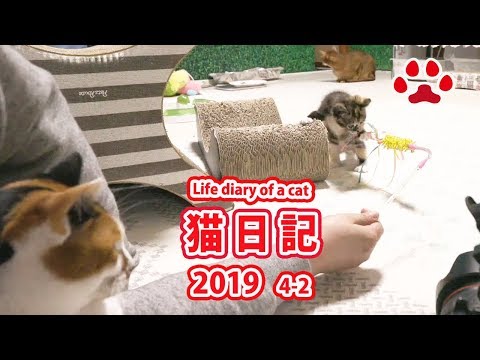 2019.11.13-みゃうの猫日記-【miaou-みゃう】