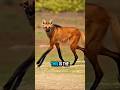 The Maned Wolf The Long-Legged Mystery of South America