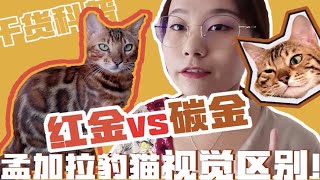 品种猫科普/哺乳种猫和可爱奶猫亲自上阵示范/金色孟加拉豹猫其实还细分为红金色系和碳金色系，分不清不要紧，我来教你～ by  Milk Group Zi 32 views 3 months ago 6 minutes, 14 seconds