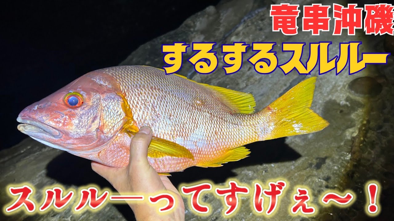 【するするスルル―】念願のシブダイ様登場！初のするするスルル―で神展開☆【土佐清水市竜串】