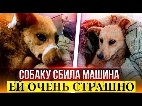 Собаку сбила машина лечение
