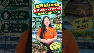 Lươn mất nhớt #kienthucthuysan
