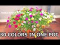 How to Grow-Portulaca Grandiflora - Moss Rose - Table Rose -30 colors in one pot easy growing tips..