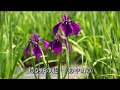 稲穂まつり音頭