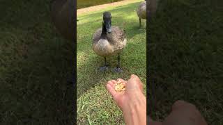 Lucky playing tricks with me please subscribe and share thank you very much 2026