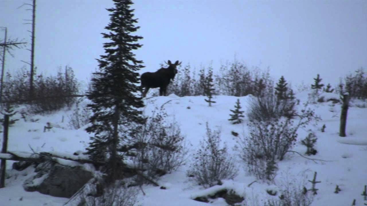 Moose Hunt Okanagan 2010 LEH.mpg YouTube