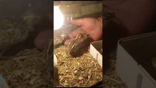 Cómo criar pollitos en casa