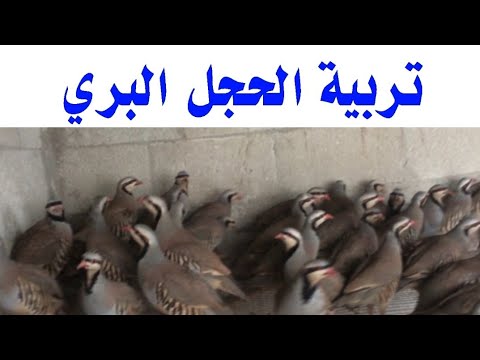 فيديو: هل نشر الحجل جيد؟