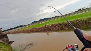 Download Lagu #EP1393 Casting Ketika Air Naik | Meriah Haruan Menyambar MP3