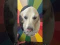 What Is Charlie S Color Season Coloranalysis Dogsofyoutube 
