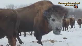 What Does Tatanka(baffalo)means To Lakota people