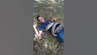 tips dan trik melepas lilitan ular piton/sawa