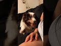 He is SOO sweet🥰😭❤️❤️#cutedogs #funny #miniaussie #viraldog #love