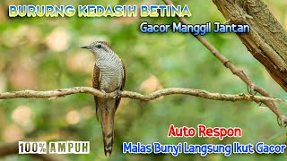 Burung Kedasih Betina Gacor Manggil Jantan | Kedasih Lain Auto Ikut Gacor