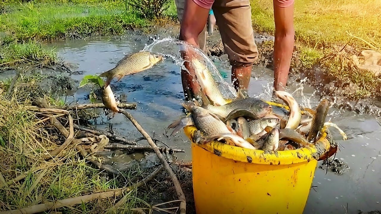 Khet Me Machli Pakadne Ka Desi Tarika 🔥 | Real Village Fishing 