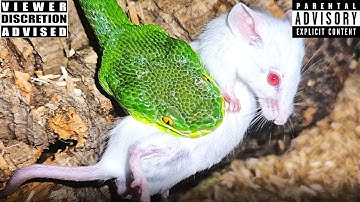 VIPER STRIKE COMPILATION PT 20...WATCH VENOM KILL IN SECONDS...LIVE FEEDING MY PET VENOMOUS SNAKES