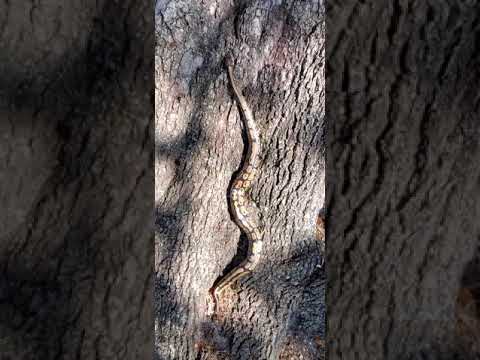 Ball python climbing vertical tree