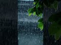 #rainyday #flowers #fypシ゚viral #viralvideo #shortvideo #shortsfeed