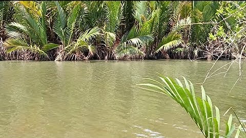 Niat mancing ikan di rawa nipah ujung-ujungnya malah dapat kerang Nipah #mancing