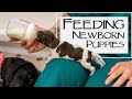 Caring For A New Litter Of Puppies - Daily Weights And Bottle Feeding