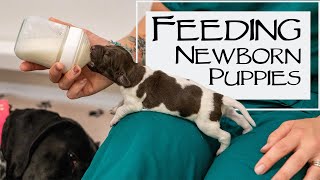 Caring For A New Litter Of Puppies - Daily Weights And Bottle Feeding