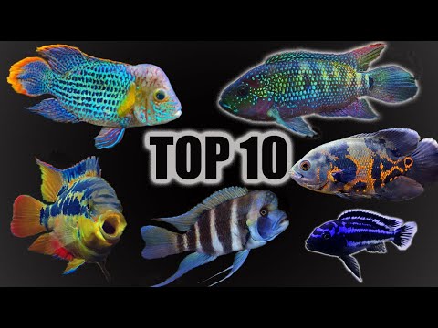 Video: Dhia rau America's Top 10 Aquariums