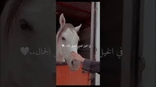 الخيل خياله عطوني عبارات عن الخيل؟🤍🐎