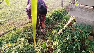 Hmoob Toj Siab Da Dej Zoo Saib