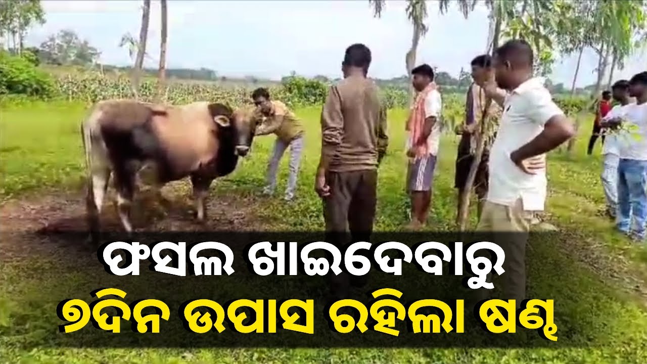 ମଣିଷ ଭୁଲିଗଲା ମାନବିକତା, ମକା ଫସଲ ଖାଇଯିବାରୁ ଷଣ୍ଢକୁ ବାନ୍ଧି ରଖିଲା ଜମି ମାଲିକ || Knews Odisha