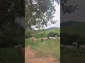 #gado #pecuarista #domingosmartins #roça #vidanaroça #sitio #agro #fazenda